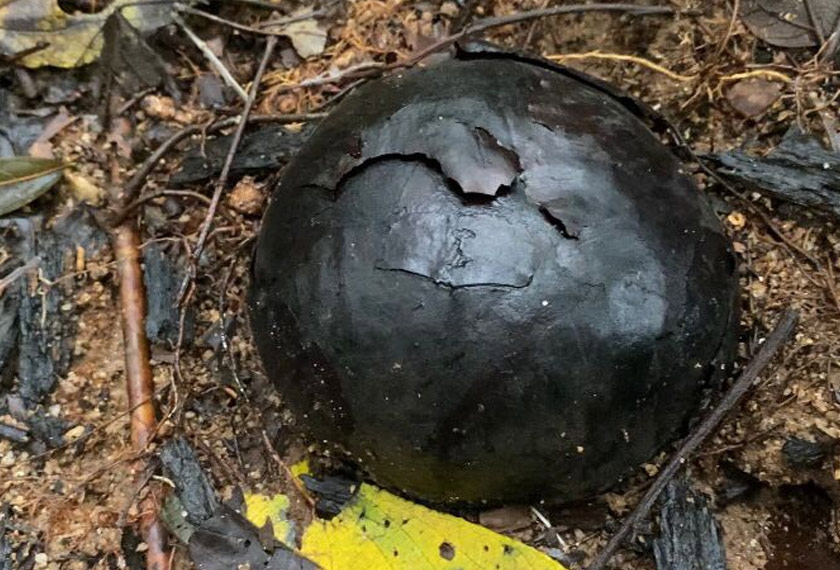 Kondisi bunga Raflesia berwarna hitam pada awal usia dua bulan sebelum mula mekar pada usianya sembilan bulan - Foto/HafiziRosli