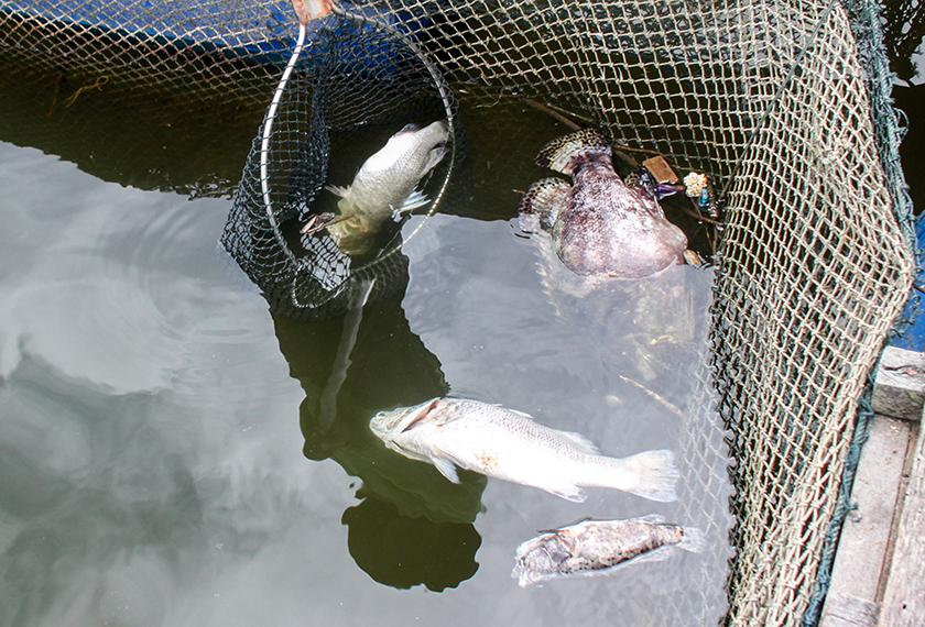 Beberapa ekor ikan siakap dan kerapu hibrid mati setiap hari akibat pencemaran air di sangkar Lagunan Sungai Semerak, Pasir Puteh, 23 Feb 2022. --fotoBERNAMA.