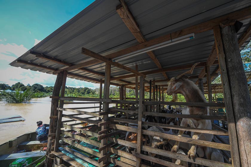 Abdul Rasif turut mengalami kerugian apabila reban itik yang baru diusahakan juga ditenggelami air. - Foto BERNAMA