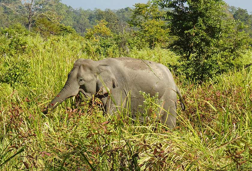 Gajah India (Elephas maximus indicus)