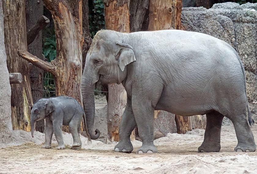 Gajah (Elephas Maximus)