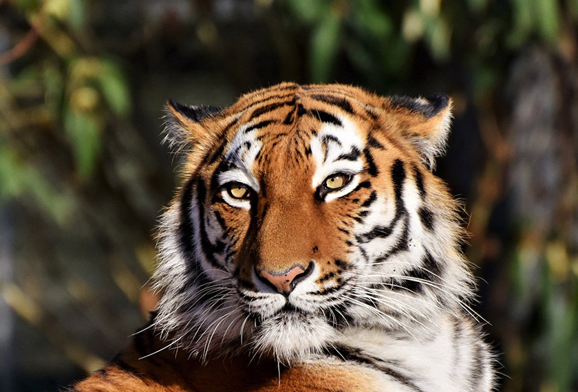 Harimau Indochina (Panthera tigris corbetti)