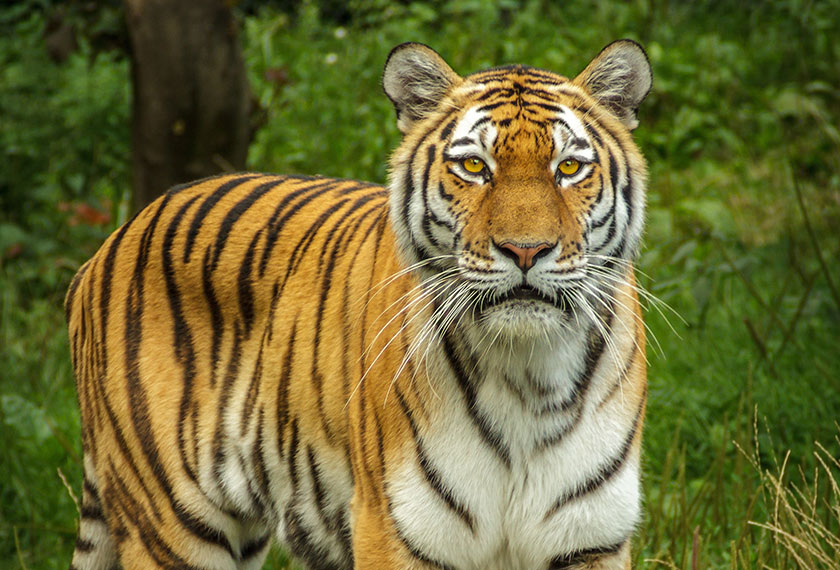Harimau Malaya (Panthera tigris jacksoni)