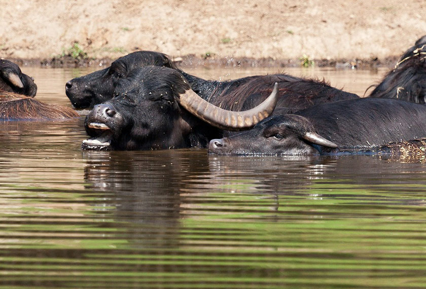 Kerbau Air (Bubalus bubalis)