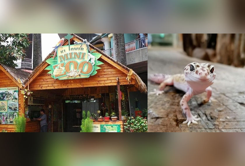 The gecko says hello!