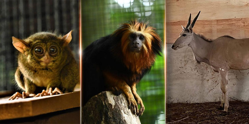 Pengunjung Zoo Taiping & Night Safari juga berpeluang melihat spesies baharu seperti (dari kiri) tarsius atau kera hantu, golden-headed lion tamarin dan eland. - Foto: Majlis Perbandaran Taiping