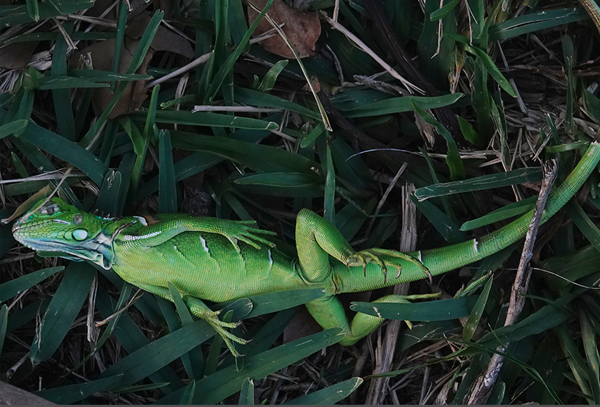 Apabila cuaca sangat sejuk, iguana akan berhenti bergerak dan membiarkan dirinya tergantung di pokok. Dan ia kemudiannya akan jatuh ke tanah. (Foto AP)