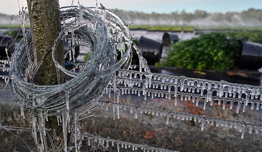 Ais membeku pada pagar kawat berduri di luar sebuah tapak semaian di Plant City, Florida, 30 Jan 2022. (Foto AP)