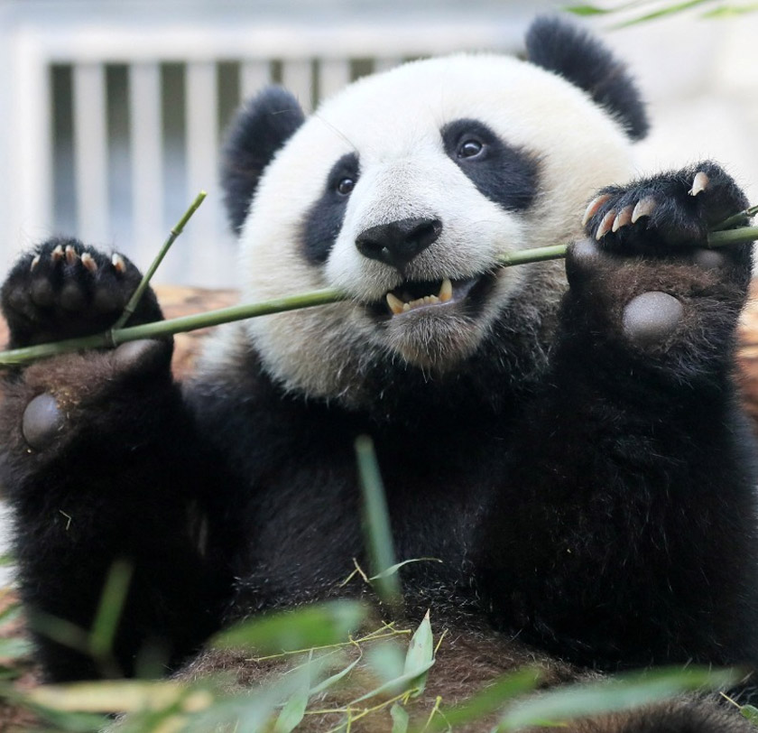the Moscow Zoo on a hot summer day in the capital Moscow, Russia. - REUTERS