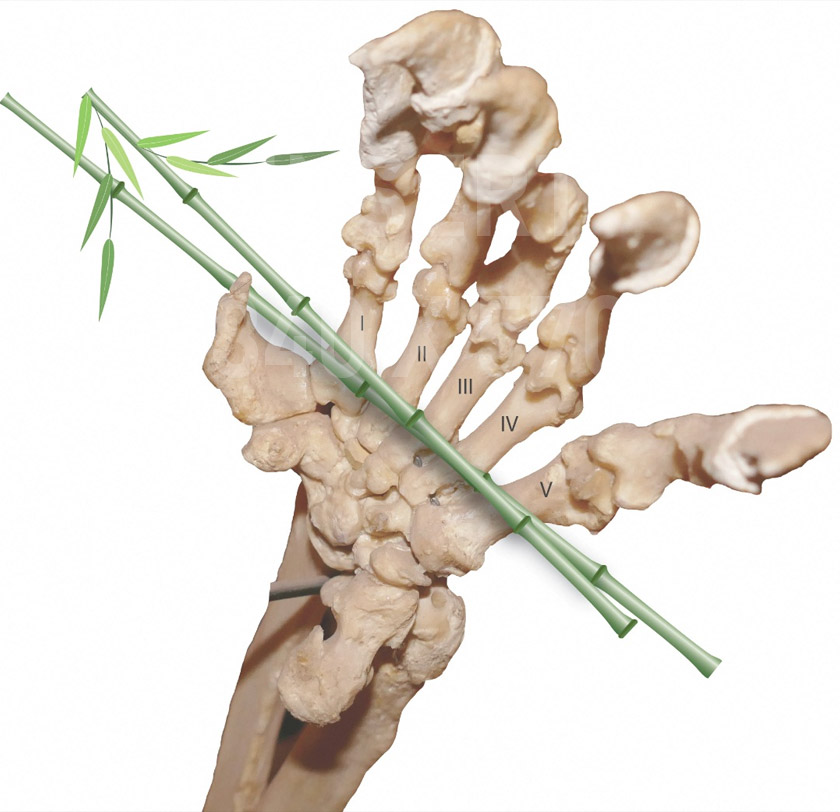 The hand bones of the modern giant panda are seen in his undated handout illustration. - Natural History Museum of L.A. County/ via REUTERS