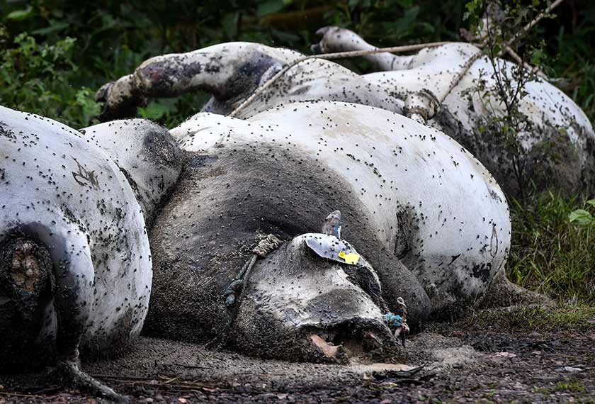 Bangkai 11 ekor lembu tersebut berada dalam keadaan bergelimpangan, sudah kembung, berulat dan dihurungi lalat. - Foto BERNAMA