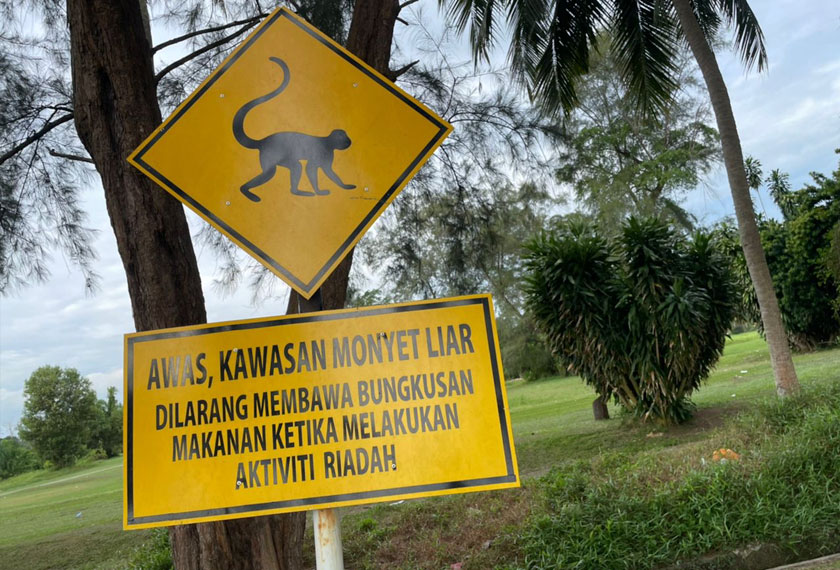 Cabaran kebersihan datang dari dua 'ancaman' iaitu monyet liar dan manusia sendiri. Foto ini berlatarkan kehijauan sebuah kawasan padang golf yang terletak bersebelahan.