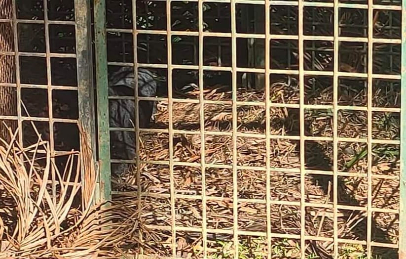 Harimau kumbang jantan seberat 60 kilogram yang berjaya ditangkap di Kampung Peruang, Mukim Budu, Benta, Lipis, berada dalam keadaan sihat sebelum dilepaskan ke habitat asal. - Foto Jabatan Perhilitan