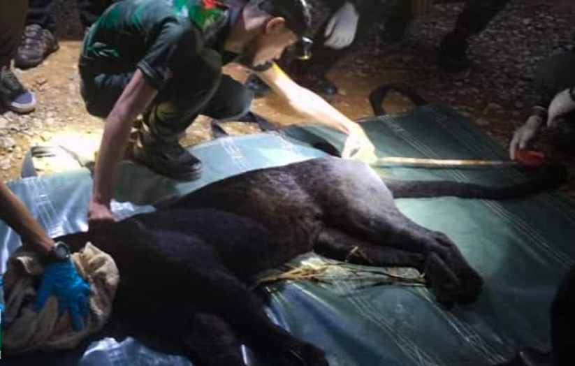 Kakitangan Jabatan Perhilitan melakukan pemeriksaan ke atas beruang matahari yang berjaya ditangkap di Kampung Sungai Mun, Mukim Kechau, Lipis pada 8 Jun lalu. - Foto Jabatan Perhilitan