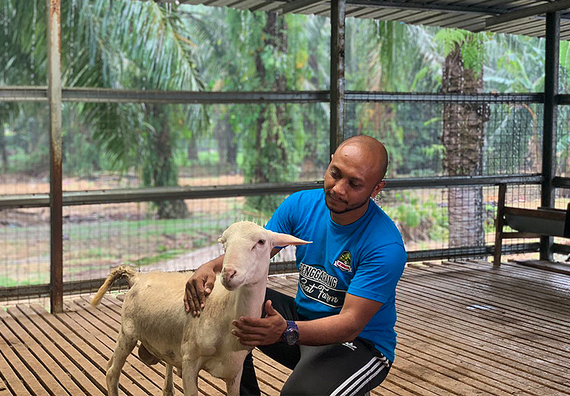Ternakan kambing Saiful Sahril terdiri daripada baka Santa Ines; Barbados; Dorper serta tenusu.
