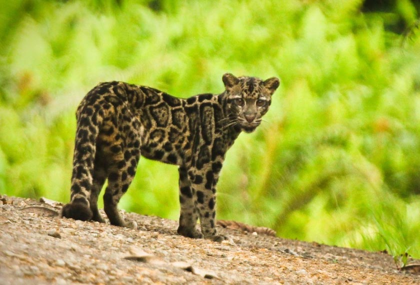 Harimau Kumbang Sunda