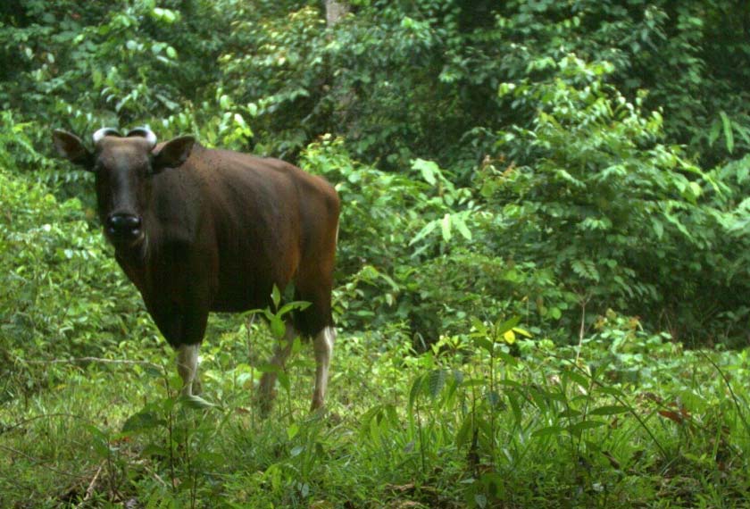 Lembu Banteng Borneo