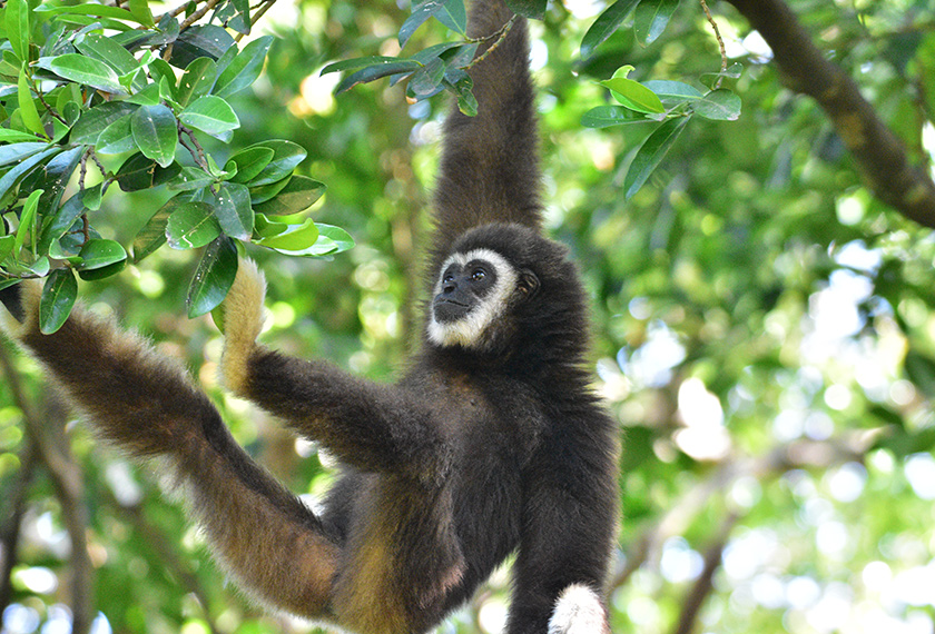 Ungka Tangan Putih (Hylobates lar) salah satu spesies yang sering diperdagangkan secara haram, merupakan salah satu hidupan liar yang dilindungi sepenuhnya di bawah Jadual Kedua, Akta Pemuliharaan Hidupan Liar 2010 (Akta 716). Foto oleh Badrul Munir Md Zain.