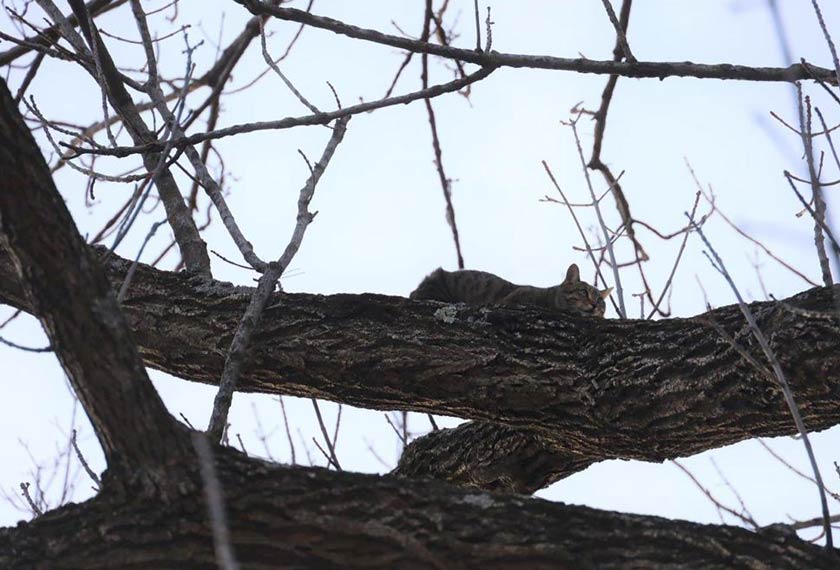 Si kucing yang menyusahkan ramai orang! - AP