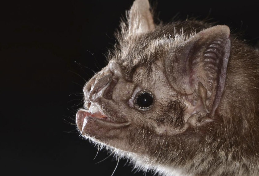 Hanya tiga spesies kelawar di dunia ini yang mempunyai 'selera' terhadap darah. - AP