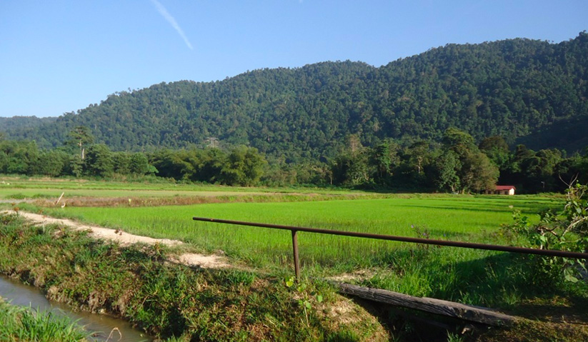 The belief that smallholder farming cannot be efficient is rather an old conventional way of thinking. - Filepic