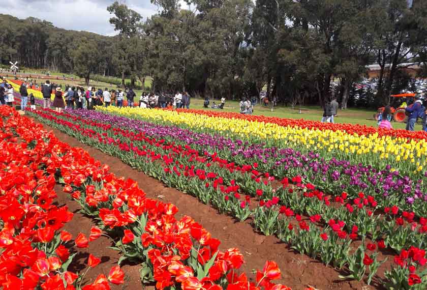 Tesselaar Tulip Festival merupakan antara tarikan di Melbourne ketika musim bunga. - Foto DagangNews