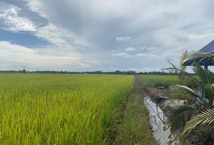 Isu saliran dan serangga perosak adalah antara cabaran petani