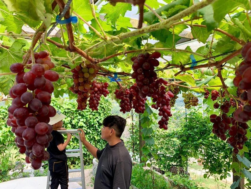 Kini terdapat 30 jenis anggur ditanaman dengan jumlah 120 pohon terdapat di tamannya - Foto/MuhammadSalleh
