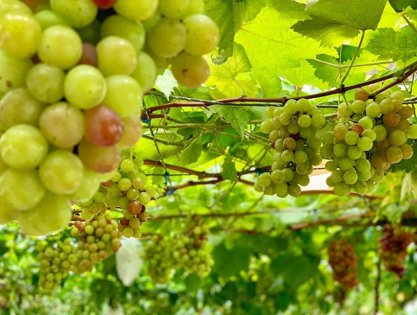 Jangka masa daripada mula ditanam hingga menuai mengambil masa selama enam bulan - Foto/MuhammadSalleh