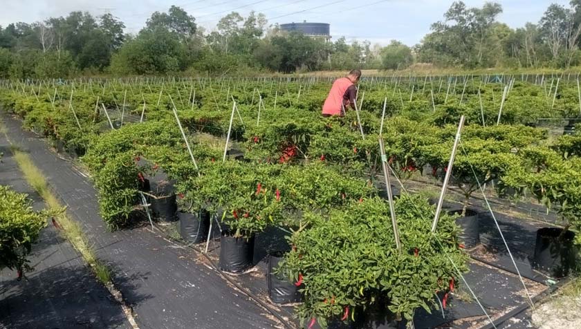 Projek fertigasi cili yang dijalankan di sini. - Foto ihsan Ar. Azman Zainonabidin