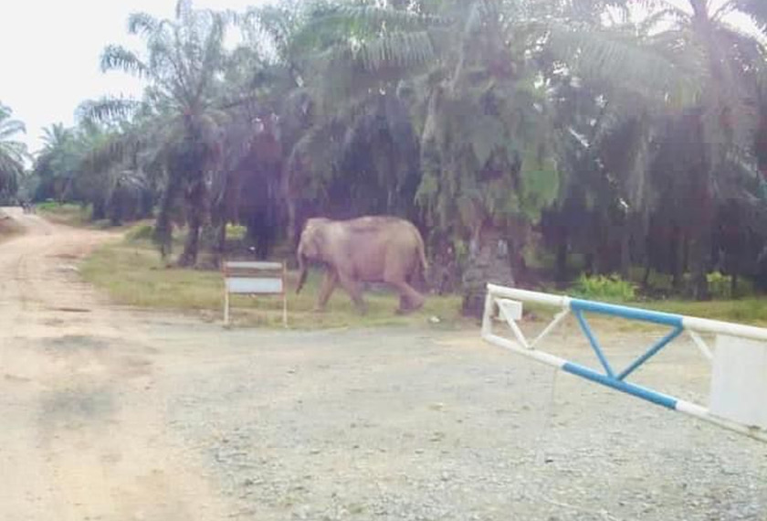 Gajah liar yang dipercayai menyerang pasangan suami isteri di Jalan Merotai-Kalabakan.