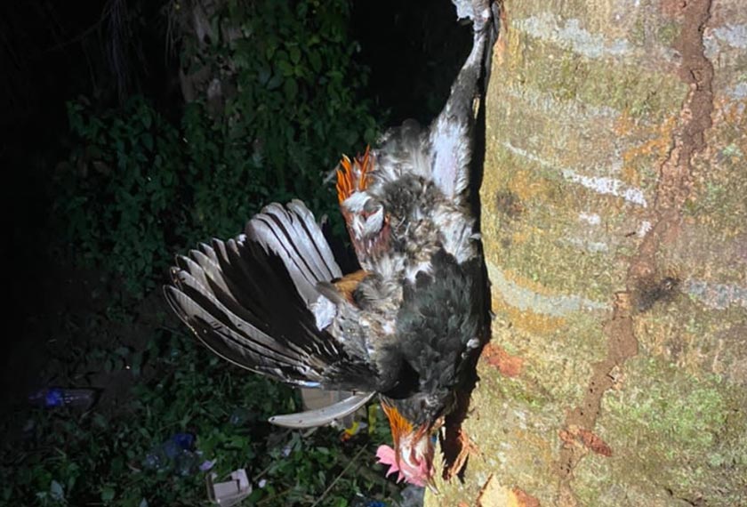 Motosikal mangsa  telah hilang kawalan akibat melanggar seekor ayam hutan yang secara tiba-tiba melintas jalan. - Foto PDRM