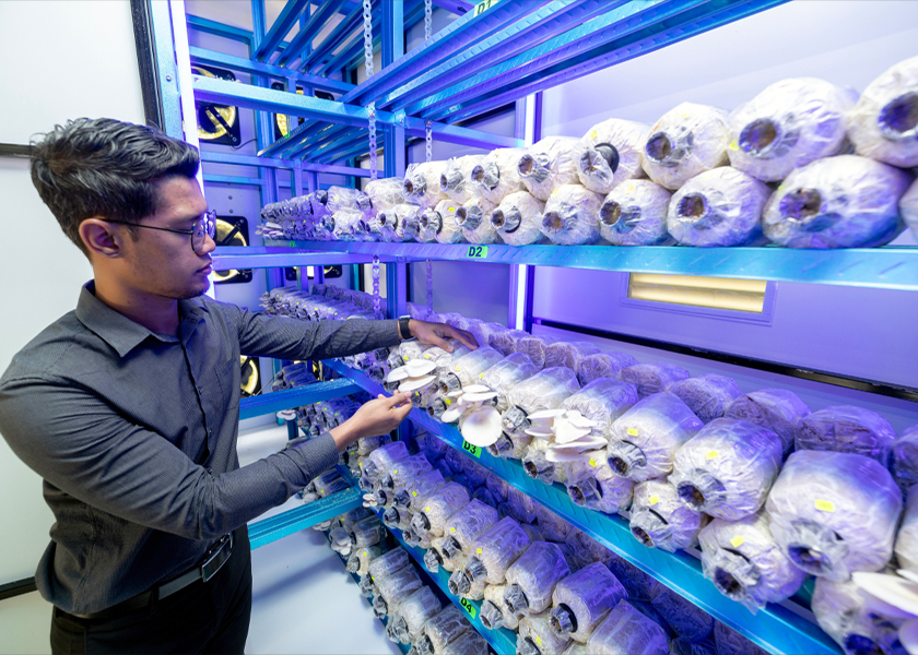 Wan Muhammad Syukri melihat hasil cendawan tiram putih yang terdapat di dalam inkubator iMistroom 2000. Setiap satu bongkah boleh menghasilkan sekitar lima hinga enam kali tuaian dan boleh menghasilkan 5kg sehari bagi 1,000 bongkah. -- fotoBERNAMA