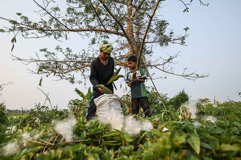 Petani Mohd Zailani Mohd Nor, 48, (kiri) bersama anaknya Azizi, 9, mengumpul buah kekabu untuk membuat pelita sebagai persiapan sempena malam tujuh likur di Kampung Alor Belanga, semalam. - Foto BERNAMA