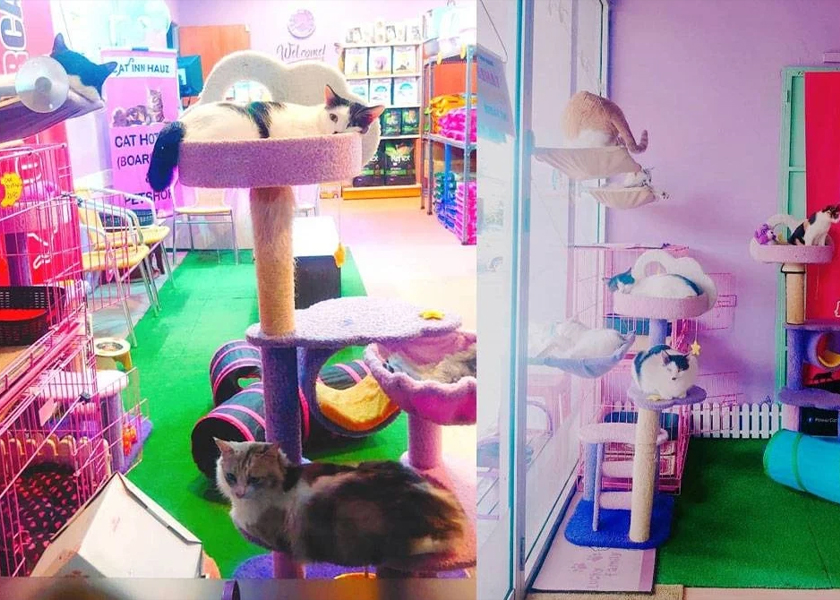  Tempat istirehat untuk kucing di Cat Inn Hauz. - Foto Sinar Harian