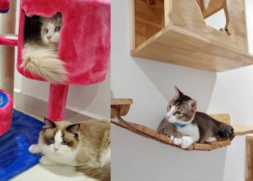 Tempat permainan untuk kucing di Koshka Cat Hotel. - Foto Sinar Harian