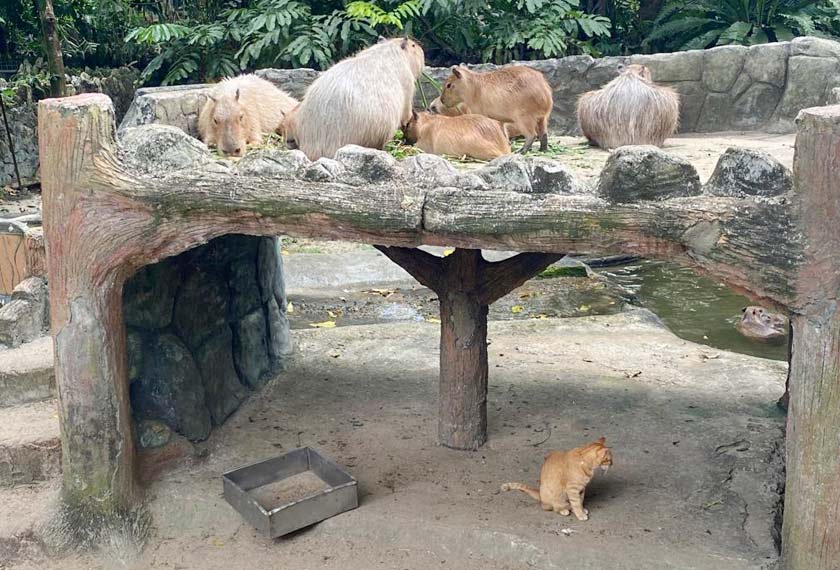 Oyen dilihat di dalam kandang capybara di Zoo Negara. - Astro AWANI