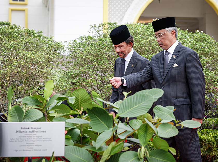 Yang di-Pertuan Agong Al-Sultan Abdullah Ri’ayatuddin Al-Mustafa Billah Shah bersama Sultan Brunei Sultan Hassanal Bolkiah pada upacara penanaman pokok simpor atau nama saintifiknya Dillenia Suffroticosa di pekarangan Istana Negara hari ini. - Foto BERNAMA