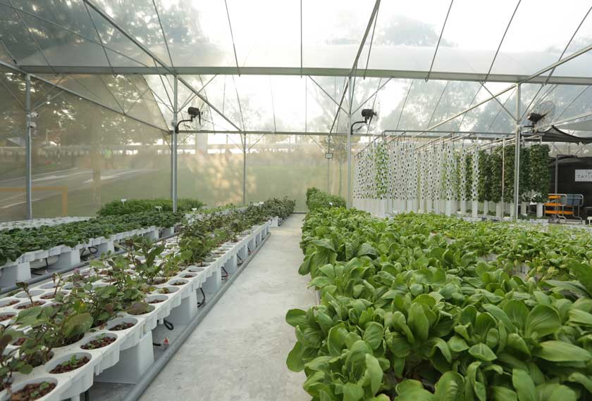 Kebun berkeluasan 3,500 meter persegi ini mampu menghasilkan hingga 4 tan sayur-sayuran, buah-buahan dan herba organik setahun.