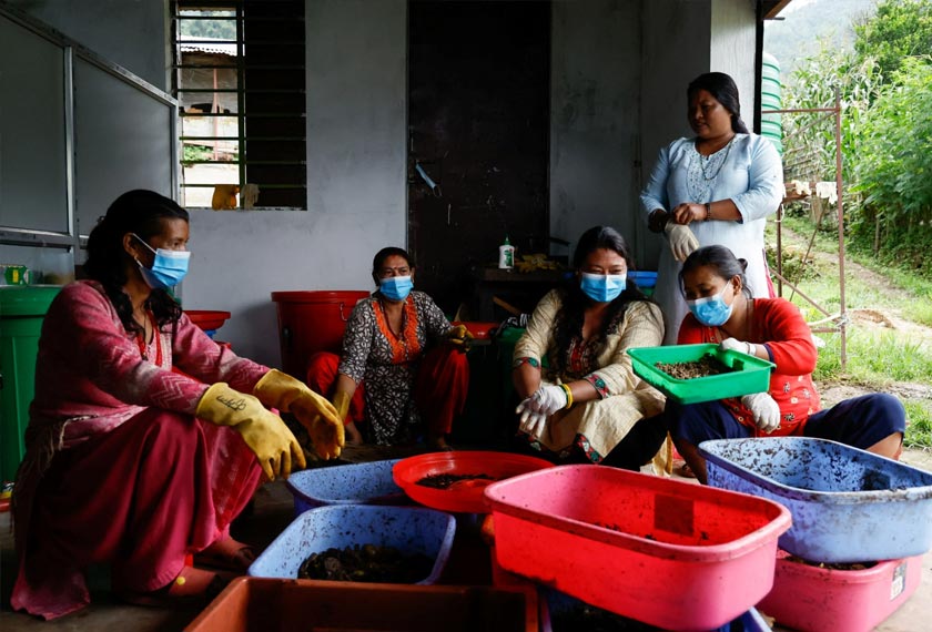 Kamala Shrestha along with Mana Maya Shrestha, Sita Tamang, Samjhana Shrestha and Bina Kumari Shrestha work as they feed and collect Black Soldier Fly larvae at a farm in Bhardev village on the outskirts of Lalitpur, Nepal. - REUTERS