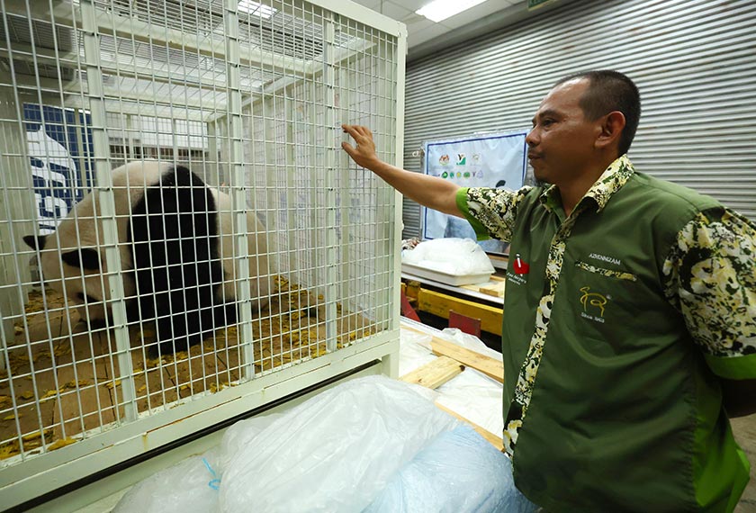 Anak panda gergasi Yi Yi berada di dalam sangkar sebelum dihantar pulang. --fotoBERNAMA