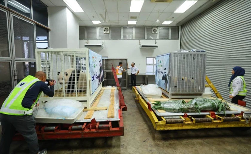 Yi Yi dan Sheng Yi dihantar pulang ke China melalui Kompleks Kargo Lapangan Terbang Antarabangsa Kuala Lumpur (KLIA) sebagai mematuhi perjanjian Projek Kerjasama Antarabangsa Konservasi Giant Panda. - Foto Bernama