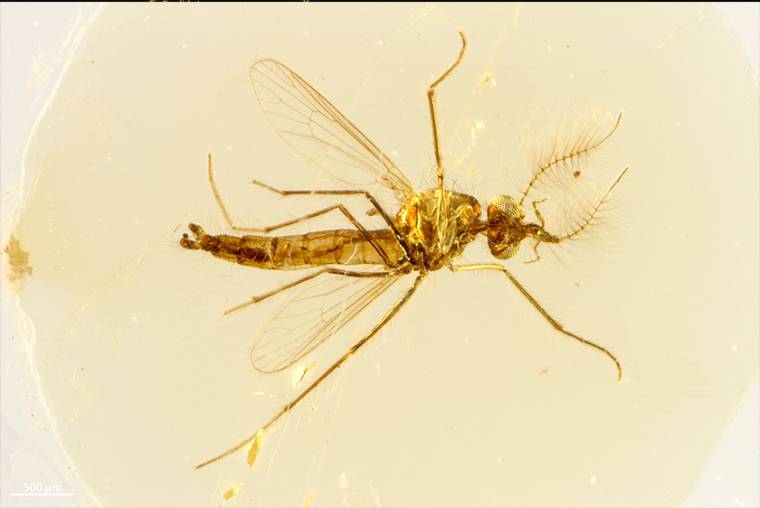 A view from above of the body of a fossilized male mosquito trapped in amber found in central Lebanon dating to about 130 million years ago. - Dany Azar/via REUTERS 