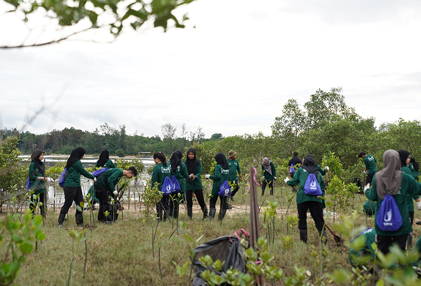 Aktiviti penanaman pokok bakau di Cherating, Pahang. 