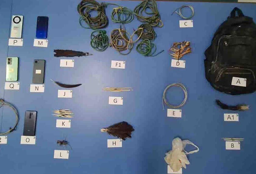 Antara anggota badan hidupan liar dan jerat yang dirampas menerusi OBK di sebuah rumah pekerja asing di Kuala Lipis, Pahang pada Sabtu lalu. - Foto Sinar Harian