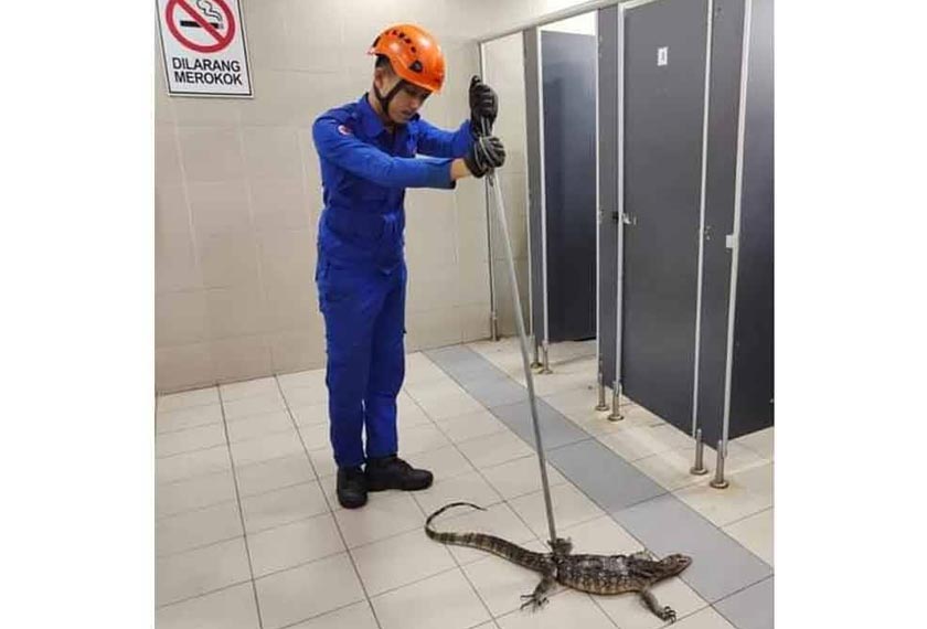 Seekor biawak seberat empat kilogram ditemui 'tersekat' di dalam lubang tandas di sebuah pasaraya di jalan Melang di sini pada Isnin. - Foto APM Kuala Pilah