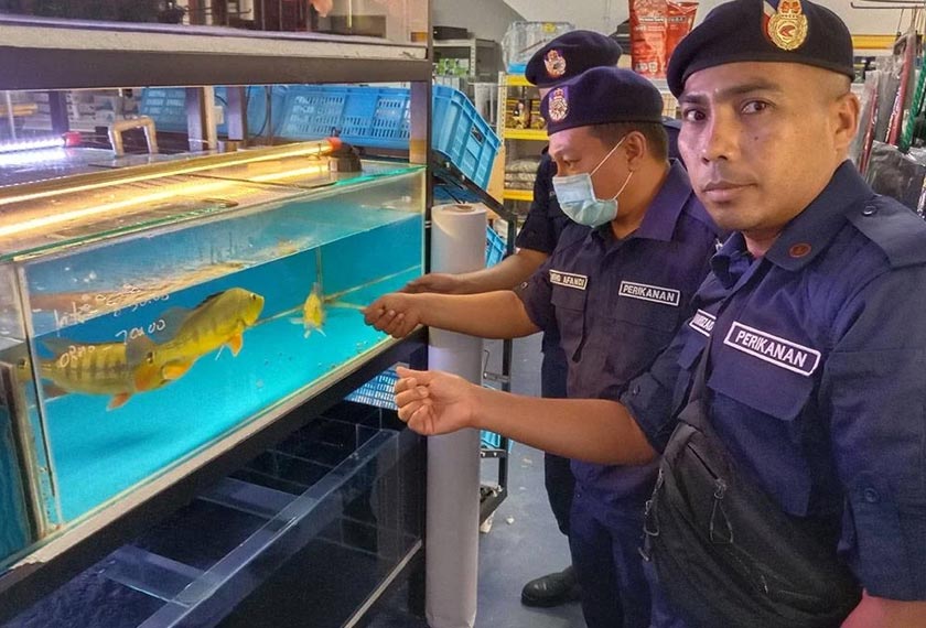Kesalahan memiliki ikan larangan boleh dikenakan denda tidak lebih RM1,000 atau penjara tidak melebihi satu tahun atau kedua-duanya. - Foto Sinar Harian