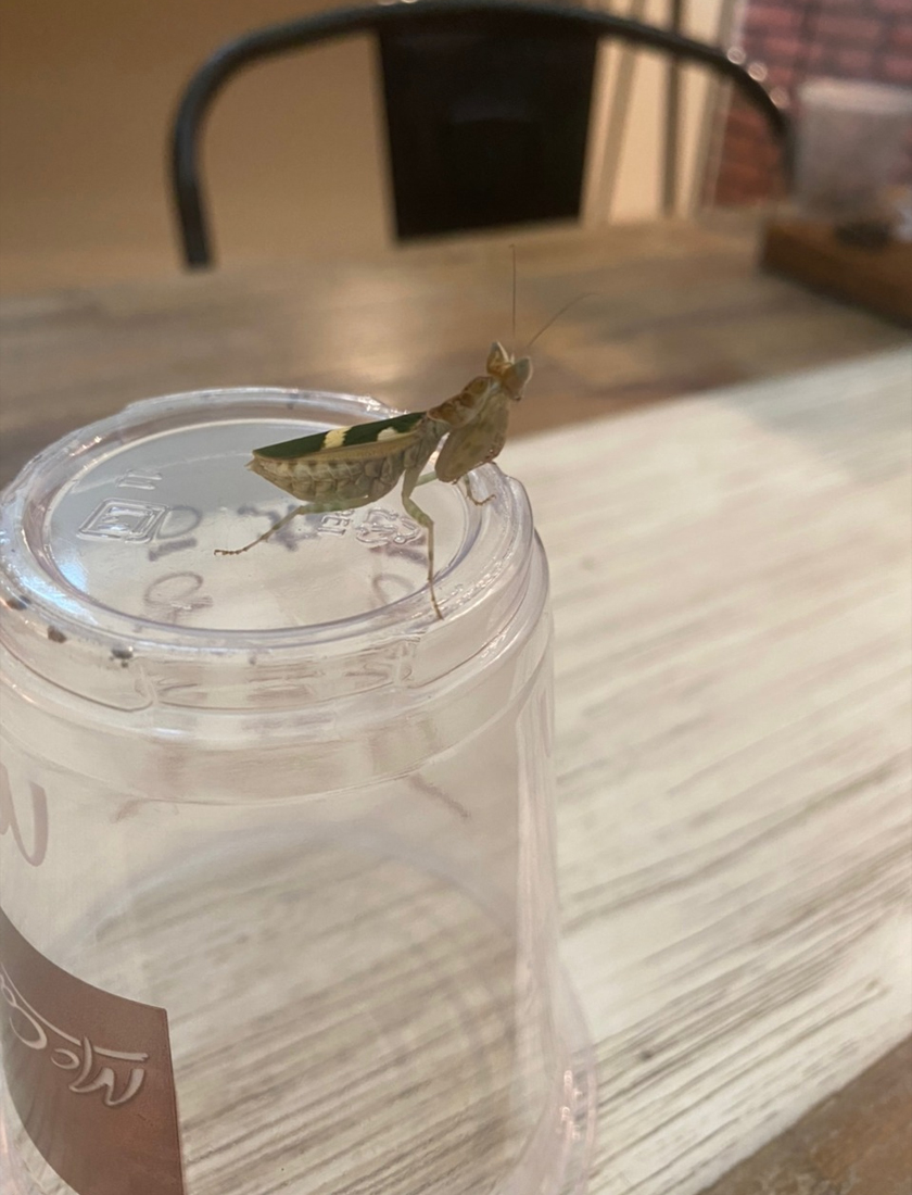 Creobrother Gemmatus