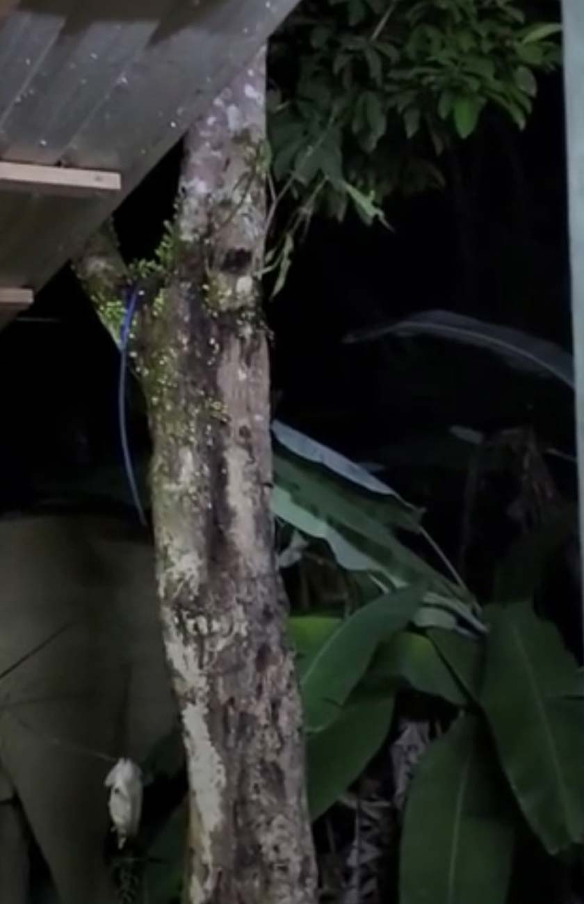 Kawanan gajah yang menghampiri rumah penduduk dan merosakkan tanaman pisang dan kelapa.