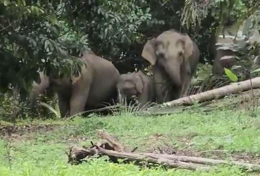 Kawanan gajah yang menghampiri rumah penduduk dan merosakkan tanaman pisang dan kelapa.
